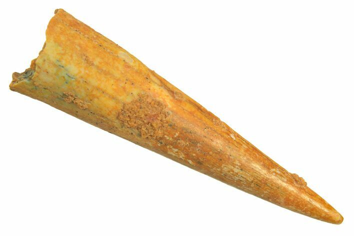 Fossil Pterosaur (Siroccopteryx) Tooth - Morocco #297046